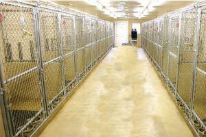 large dog kennels